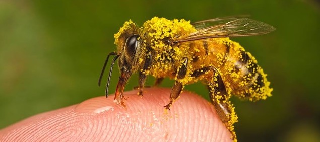 Pollen d'abeille ⋆ Mella Apiculture
