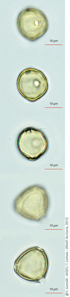 Pollen de Glycine max acétolysé