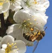  L‘effet du changement climatique sur le nectar