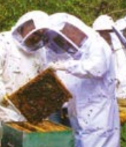 FICHE : Durabilité sociale : Les services rendus par les apiculteurs