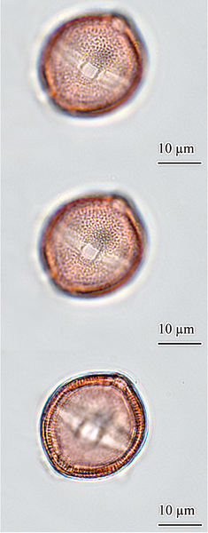 Pollen de {Ceratonia siliqua} acétolysé en vue équatoriale - <p>@ Bui Thi Mai, Girard, M.-<span class="caps">CEPAM</span> / Gastaldi, C.- <span class="caps">ANSES</span>, 2021</p>