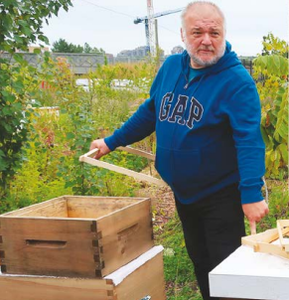 L‘apiculture à Montréal et les enjeux d‘une ville durable