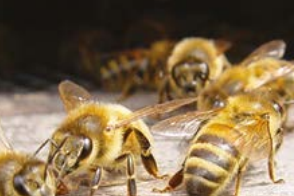 États émotionnels ou réactions au stress chez les abeilles ? 