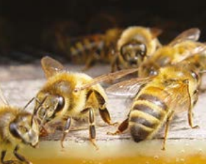 États émotionnels ou réactions au stress chez les abeilles ? 