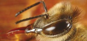 FICHE PEDAGOGIQUE : La communication visuelle et les relations plantes-abeilles