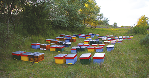 SANITAIRE : Sélection de colonies résistantes à varroa 