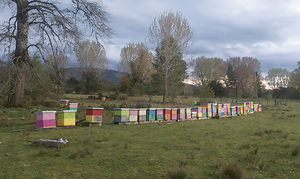 L'apiculture au Chili : atouts et contraintes 