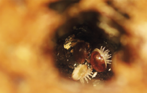 FICHE PEDAGOGIQUE : Dynamique de population de Varroa destructor