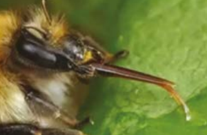 Propolis, source d'immunité pour les abeilles