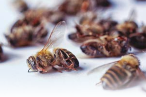 Les abeilles et le stress xénobiotique