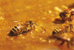 Impact de différents aliments sur la santé intestinale des abeilles mellifères
