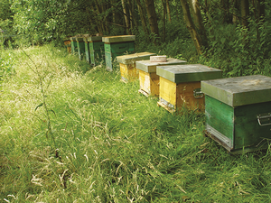 APIMONDIA : Santé des abeilles. Abeille VSH, apiculture sans traitement et amélioration de la biodiversité agricole