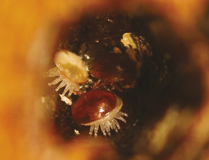 Les abeilles « résistantes » à Varroa destructor : une solution pour l'avenir ?