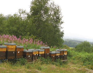 L‘apiculture wallonne 