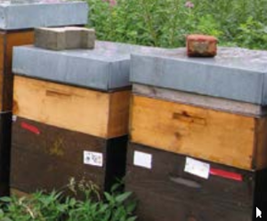 L'habitat : une des clés de la production en apiculture