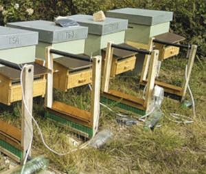 Harpes électriques : des solutions efficaces mais onéreuses pour protéger les ruches contre le frelon asiatique