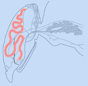 Anatomie interne 7. : Glandes hypopharyngiennes 2.