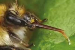 Propolis, source d'immunité pour les abeilles