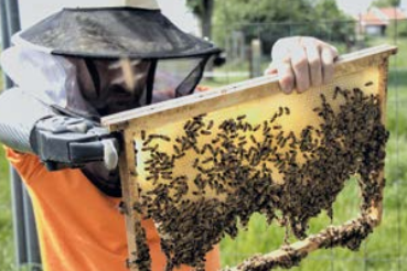 Entretien - Cultiver la différence en apiculture