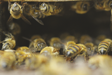 FICHE PEDAGOGIQUE : Commment les abeilles se protègent-elles ?