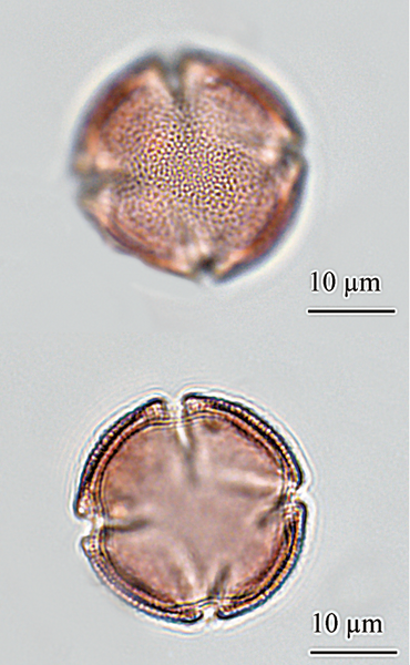 Pollen de {Ceratonia siliqua} acétolysé en vue polaire - <p>@ Bui Thi Mai, Girard, M.-<span class="caps">CEPAM</span> / Gastaldi, C.- <span class="caps">ANSES</span>, 2021)</p>