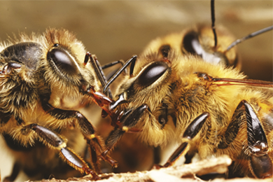 BIOLOGIE : Les clefs de l‘immunité chez les abeilles 