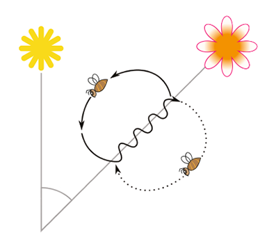 Danse frétillante - <p>De retour à la ruche, la butineuse qui a trouvé une nouvelle source de nourriture effectue une danse sur les cadres pour signaler à ses congénères l'emplacement de son butin. La danse, d'abord en rond, se transforme rapidement en une danse en huit si la distance de la source à la ruche est plus grande. Cette danse permet aux abeilles accompagnatrices de déterminer la distance, l'orientation et l'odeur des fleurs à butiner. La danse frétillante a la forme caractéristique d'un huit parcouru par l'abeille. Une ligne droite traverse ce huit en son centre. L'abdomen de l'abeille est agité rapidement durant son passage sur cette ligne droite. La direction de la source est donnée par l'angle que fait la partie droite de la danse avec la verticale. Cet angle correspond à l'angle inscrit entre la direction indiquée par le soleil et celle de la source à butiner. La danse dirigée vers le haut signale qu'il faut aller vers le soleil, et vers le bas dans la direction opposée.</p>