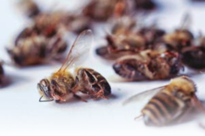 FICHE : Les abeilles et le stress xénobiotique