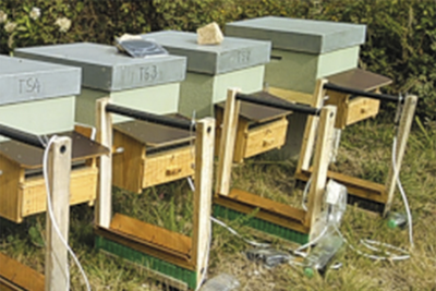 Harpes électriques : des solutions efficaces mais onéreuses pour protéger les ruches contre le frelon asiatique