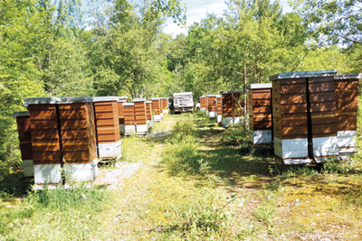 À Savoisy, en Bourgogne Dix vies en une : 40 ans d'apiculture chez les Regnault 
