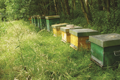 2.APIMONDIA : Santé des abeilles. Abeille VSH, apiculture sans traitement et amélioration de la biodiversité agricole