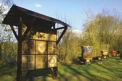 CONSEILS : L'apiculture en ville, un engagement social et environnemental 