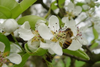 Les abeilles mellifères et le service de pollinisation