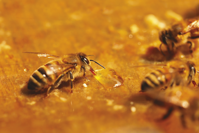 Impact de différents aliments sur la santé intestinale des abeilles mellifères