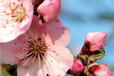 FICHE PALYNO : ROSACEAE Pollens non operculés : Geum, Sorbus, Rubus (suite)