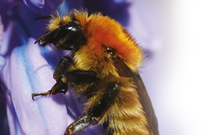 Les néonicotinoïdes nuisent-ils réellement aux abeilles ?