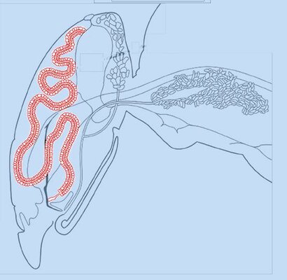 Anatomie interne 7. : Glandes hypopharyngiennes 2. Agnès FAYET