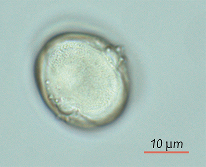 Pollen de Aesculus hippocastanum frais en vue équatoriale - @ C. Gastaldi – <span class="caps">ANSES</span>/ T. Cathala – <span class="caps">DRAAF</span> Occitanie, 2022
