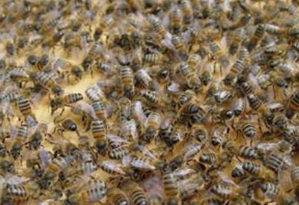 Fiche - L'immunité sociale des abeilles mellifères Agnès Fayet
