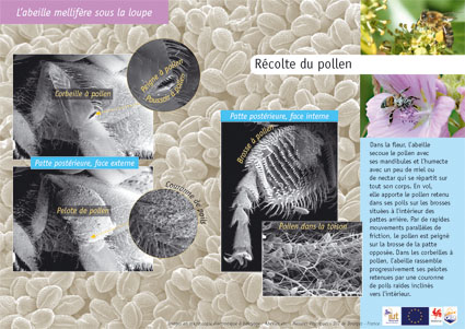 Récolte du pollen