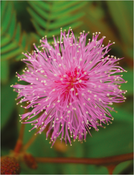 Fleur de {Mimosa pudica} - <p>@ Bui Thi Mai - <span class="caps">CEPAM</span>, 2015</p>