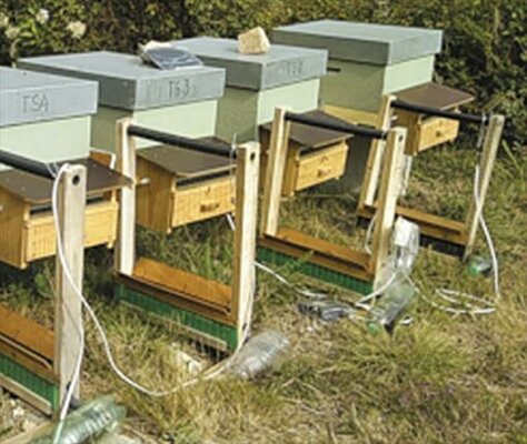 Harpes électriques : des solutions efficaces mais onéreuses pour protéger les ruches contre le frelon asiatique Agnès FAYET