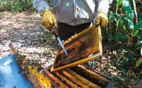 Pour un avenir de l'apiculture wallonne Agnès Fayet