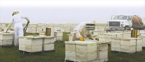 Pratiquez-vous une apiculture durable ? Etienne BRUNEAU