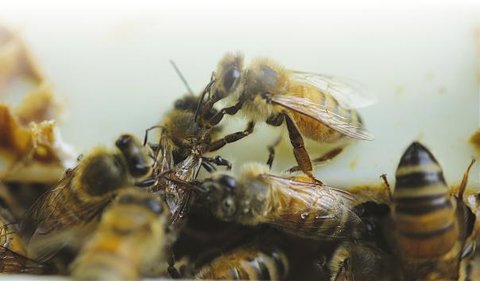 L'abeille mellifère est-elle qualifiée pour la question du bien-être animal ? Agnès FAYET