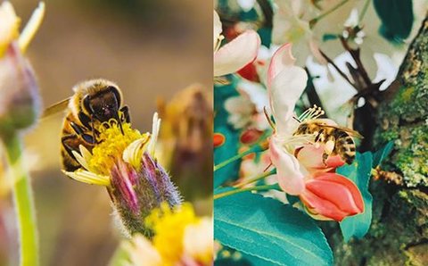 Une appli à la rencontre des pollinisateurs du monde Max Rünzel - Joseph Cazier - Etienne BRUNEAU