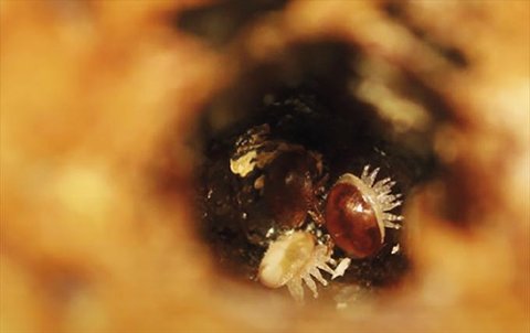 FICHE PEDAGOGIQUE : Dynamique de population de Varroa destructor Julien DUWEZ