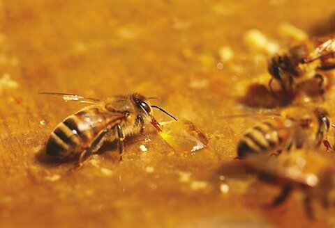 Impact de différents aliments sur la santé intestinale des abeilles mellifères Goran Mirjanic - Ivana Tlak Gajger - Mica Mladenovic - Zvonimir Kozaric