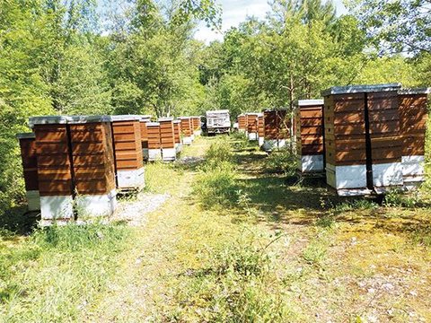 À Savoisy, en Bourgogne Dix vies en une : 40 ans d'apiculture chez les Regnault Sylviane COUSIN - Photos : © Les ruchers du moulin
