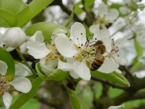 Les abeilles mellifères et le service de pollinisation